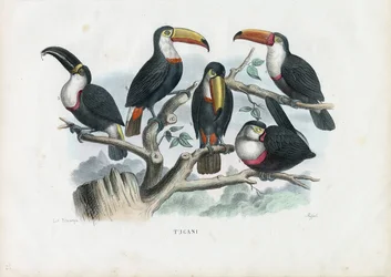 Toucans, 1863-79